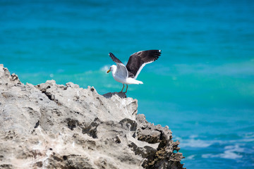 Kelp gull (Larus dominicanus) landing on a sharp rock, view over the turquoise ocean, South Africa