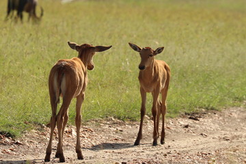 Two young topis in the african savanna.