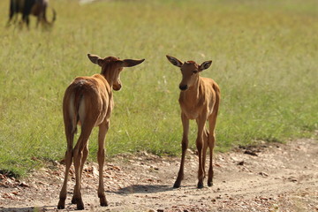 Naklejka na ściany i meble Two young topis in the african savanna.