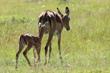 Impala mom and her calf.