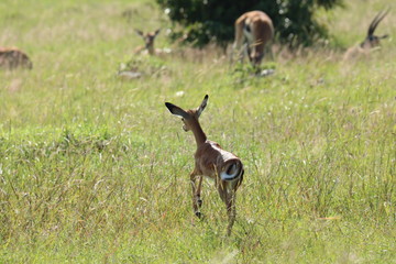 Baby impala in the african savanna.