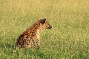 Spotted hyena (crocuta crocuta) sitting in the african savanna.