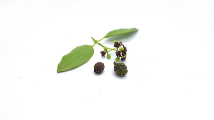 Santalum Album Sandalwood Leaves Flower Fruit Isolated photo with white background