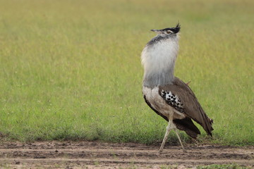 Kori bustard bird displaying for females.