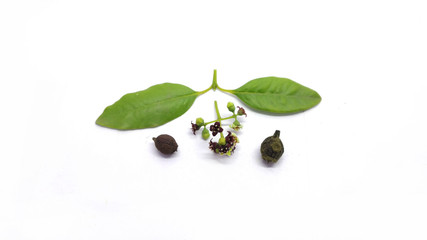 Santalum Album Sandalwood Leaves Flower Fruit Isolated photo with white background