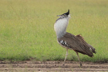 Kori bustard bird displaying for females.