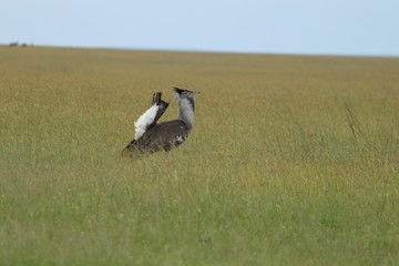 Kori bustard bird displaying for females.