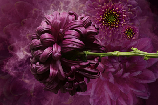 Flower arrangement, violet and pink