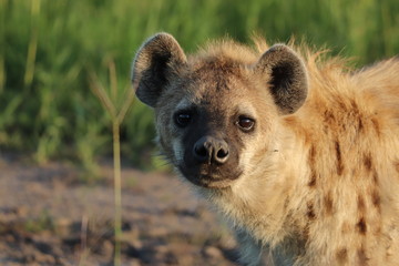 Spotted hyena (crocuta crocuta) face closeup.