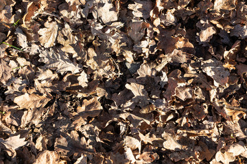 Dry leaves