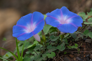 Bright blue and mauve Morning Glory flowers - Ipomoea indica - photographed on the North Coast in KwaZulu-Natal, South Africa © Jonathan Oberholster