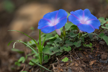 Bright blue and mauve Morning Glory flowers - Ipomoea indica - photographed on the North Coast in...