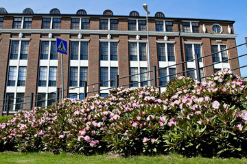 Pink alpine roses bloom in the city park next to the office building in the summer