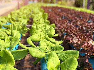 green leaf hydroponic vegetable field with watr paipe unuse soil