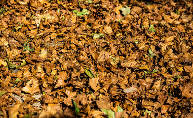 Hojas secas en el suelo