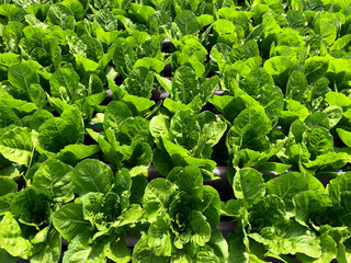 green leaf hydroponic vegetable field