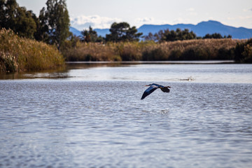 Garza volando bajo en la laguna