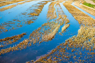 Campo de arroz en día soleado