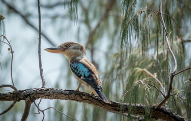 Australian kookaburra on branch 