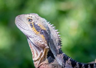 close up of a lizard