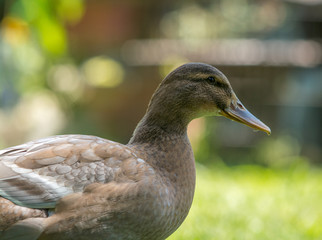 female mallard duck
