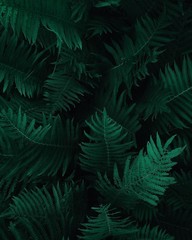 Green leaves pattern background, Natural background and wallpaper