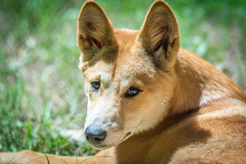 portrait of a dog