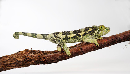Jackson's chameleon / junges Dreihornchamäleon (Trioceorus jacksonii xantholophus) © bennytrapp