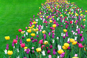 Blossoming tulips on springtime background. Spring Blossom for celebration card. Tulips border, art design. Copy space.