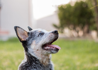 Naklejka na ściany i meble Australian Cattle Dog or Blue Heeler puppy side profile of his face looking up.