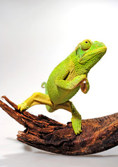 "praying" Jackson's chameleon / "betendes" Dreihornchamäleon (Trioceorus jacksonii xantholophus) © bennytrapp