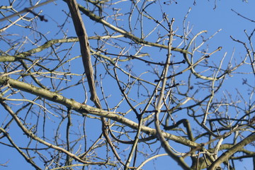 branches of tree against blue sky