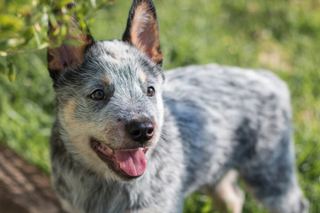 Australian Cattle Dog or Blue Heeler puppy standing facing the camera close up portrait.