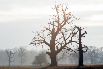 Fototapeta na wymiar Old trees in the morning in Rogalin. Landscape of Rogalin Park.