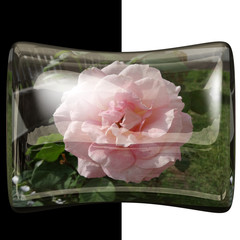 3D Glossy pillow button with real flower