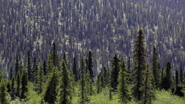 Panning through the forest in the mountains with pine trees in canada, with copy space.