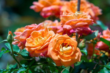 orange roses in garden