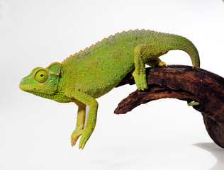  female Jackson's chameleon / weibliches Dreihornchamäleon (Trioceorus jacksonii xantholophus) © bennytrapp