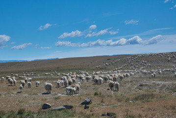 Fototapeta premium shipp