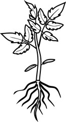Coloring page. Sprout of tomato with root and leaves