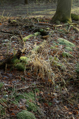 Forest. Echten Netherlands. Drenthe. Moss