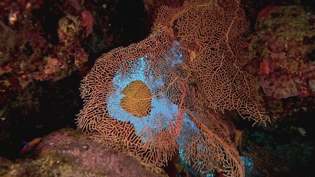 CORAL REEF 14