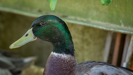 male mallard duck