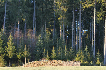 Holzstapel vor Tannenwald