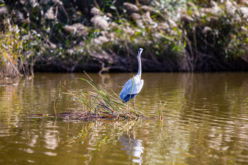 Garza en el río durante día soleado
