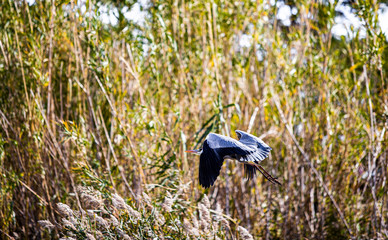 Garza volando bajo en la laguna
