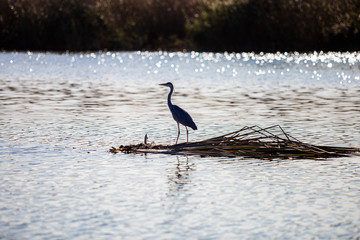 Garza mirando al horizonte
