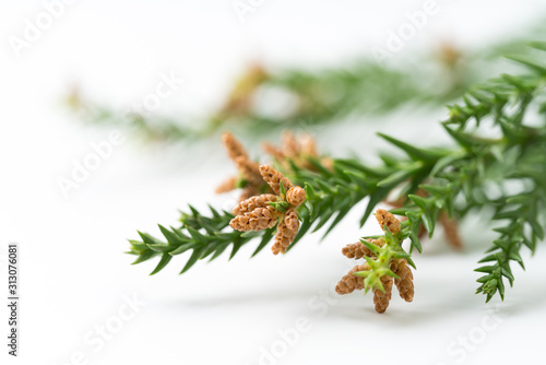 花粉 杉 花粉症 Wall Mural Wallpaper Murals Wallsheaven Naka