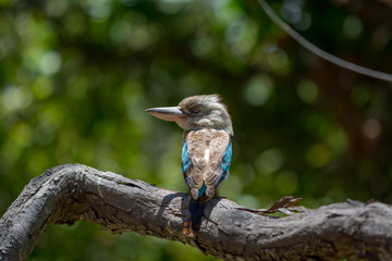 Australian kookaburra 