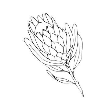 Vector hand-drawn Protea flower outline illustration. Large African flower for decorating invitations, wedding cards, design for Valentine´s and Mother's Day. Spring and summer decor